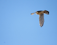 American Kestral freed 5893